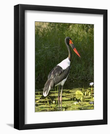 Female Saddle-Billed Stork, Kruger National Park-James Hager-Framed Photographic Print