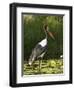 Female Saddle-Billed Stork, Kruger National Park-James Hager-Framed Photographic Print