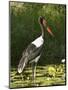 Female Saddle-Billed Stork, Kruger National Park-James Hager-Mounted Photographic Print