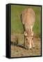 Female Saiga Antelope (Saiga Tatarica) Feeding, Cherniye Zemli (Black Earth) Nr, Kalmykia, Russia-Shpilenok-Framed Stretched Canvas