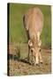Female Saiga Antelope (Saiga Tatarica) Feeding, Cherniye Zemli (Black Earth) Nr, Kalmykia, Russia-Shpilenok-Stretched Canvas