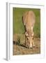 Female Saiga Antelope (Saiga Tatarica) Feeding, Cherniye Zemli (Black Earth) Nr, Kalmykia, Russia-Shpilenok-Framed Photographic Print