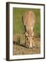 Female Saiga Antelope (Saiga Tatarica) Feeding, Cherniye Zemli (Black Earth) Nr, Kalmykia, Russia-Shpilenok-Framed Photographic Print