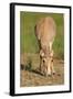Female Saiga Antelope (Saiga Tatarica) Feeding, Cherniye Zemli (Black Earth) Nr, Kalmykia, Russia-Shpilenok-Framed Photographic Print