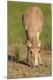 Female Saiga Antelope (Saiga Tatarica) Feeding, Cherniye Zemli (Black Earth) Nr, Kalmykia, Russia-Shpilenok-Mounted Photographic Print