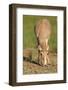 Female Saiga Antelope (Saiga Tatarica) Feeding, Cherniye Zemli (Black Earth) Nr, Kalmykia, Russia-Shpilenok-Framed Photographic Print