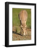 Female Saiga Antelope (Saiga Tatarica) Feeding, Cherniye Zemli (Black Earth) Nr, Kalmykia, Russia-Shpilenok-Framed Photographic Print