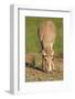 Female Saiga Antelope (Saiga Tatarica) Feeding, Cherniye Zemli (Black Earth) Nr, Kalmykia, Russia-Shpilenok-Framed Photographic Print