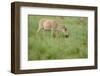 Female Saiga Antelope (Saiga Tatarica) Grazing, Cherniye Zemli Nature Reserve, Kalmykia, Russia-Shpilenok-Framed Photographic Print