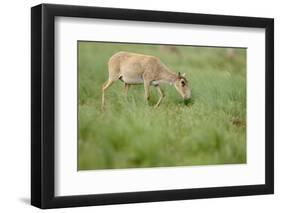 Female Saiga Antelope (Saiga Tatarica) Grazing, Cherniye Zemli Nature Reserve, Kalmykia, Russia-Shpilenok-Framed Photographic Print