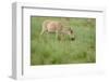 Female Saiga Antelope (Saiga Tatarica) Grazing, Cherniye Zemli Nature Reserve, Kalmykia, Russia-Shpilenok-Framed Photographic Print