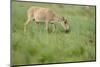 Female Saiga Antelope (Saiga Tatarica) Grazing, Cherniye Zemli Nature Reserve, Kalmykia, Russia-Shpilenok-Mounted Photographic Print