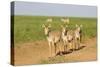 Female Saiga Antelopes (Saiga Tatarica) Cherniye Zemli Nature Reserve, Kalmykia, Russia, May-Shpilenok-Stretched Canvas