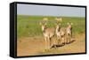 Female Saiga Antelopes (Saiga Tatarica) Cherniye Zemli Nature Reserve, Kalmykia, Russia, May-Shpilenok-Framed Stretched Canvas