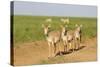 Female Saiga Antelopes (Saiga Tatarica) Cherniye Zemli Nature Reserve, Kalmykia, Russia, May-Shpilenok-Stretched Canvas