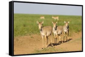 Female Saiga Antelopes (Saiga Tatarica) Cherniye Zemli Nature Reserve, Kalmykia, Russia, May-Shpilenok-Framed Stretched Canvas