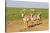 Female Saiga Antelopes (Saiga Tatarica) Cherniye Zemli Nature Reserve, Kalmykia, Russia, May-Shpilenok-Stretched Canvas