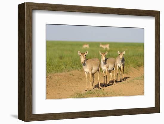 Female Saiga Antelopes (Saiga Tatarica) Cherniye Zemli Nature Reserve, Kalmykia, Russia, May-Shpilenok-Framed Photographic Print