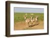 Female Saiga Antelopes (Saiga Tatarica) Cherniye Zemli Nature Reserve, Kalmykia, Russia, May-Shpilenok-Framed Photographic Print