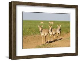 Female Saiga Antelopes (Saiga Tatarica) Cherniye Zemli Nature Reserve, Kalmykia, Russia, May-Shpilenok-Framed Photographic Print