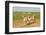 Female Saiga Antelopes (Saiga Tatarica) Cherniye Zemli Nature Reserve, Kalmykia, Russia, May-Shpilenok-Framed Photographic Print