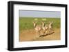 Female Saiga Antelopes (Saiga Tatarica) Cherniye Zemli Nature Reserve, Kalmykia, Russia, May-Shpilenok-Framed Photographic Print