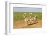 Female Saiga Antelopes (Saiga Tatarica) Cherniye Zemli Nature Reserve, Kalmykia, Russia, May-Shpilenok-Framed Photographic Print