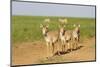 Female Saiga Antelopes (Saiga Tatarica) Cherniye Zemli Nature Reserve, Kalmykia, Russia, May-Shpilenok-Mounted Photographic Print