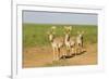 Female Saiga Antelopes (Saiga Tatarica) Cherniye Zemli Nature Reserve, Kalmykia, Russia, May-Shpilenok-Framed Photographic Print