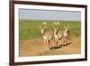 Female Saiga Antelopes (Saiga Tatarica) Cherniye Zemli Nature Reserve, Kalmykia, Russia, May-Shpilenok-Framed Photographic Print