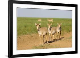 Female Saiga Antelopes (Saiga Tatarica) Cherniye Zemli Nature Reserve, Kalmykia, Russia, May-Shpilenok-Framed Photographic Print