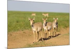 Female Saiga Antelopes (Saiga Tatarica) Cherniye Zemli Nature Reserve, Kalmykia, Russia, May-Shpilenok-Mounted Photographic Print