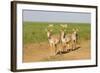 Female Saiga Antelopes (Saiga Tatarica) Cherniye Zemli Nature Reserve, Kalmykia, Russia, May-Shpilenok-Framed Photographic Print