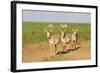 Female Saiga Antelopes (Saiga Tatarica) Cherniye Zemli Nature Reserve, Kalmykia, Russia, May-Shpilenok-Framed Photographic Print