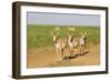 Female Saiga Antelopes (Saiga Tatarica) Cherniye Zemli Nature Reserve, Kalmykia, Russia, May-Shpilenok-Framed Photographic Print