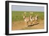 Female Saiga Antelopes (Saiga Tatarica) Cherniye Zemli Nature Reserve, Kalmykia, Russia, May-Shpilenok-Framed Photographic Print