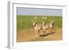 Female Saiga Antelopes (Saiga Tatarica) Cherniye Zemli Nature Reserve, Kalmykia, Russia, May-Shpilenok-Framed Photographic Print