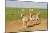 Female Saiga Antelopes (Saiga Tatarica) Cherniye Zemli Nature Reserve, Kalmykia, Russia, May-Shpilenok-Mounted Photographic Print