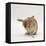 Female Sandy Lop-Eared Rabbit Grooming, Washing Her Face-Jane Burton-Framed Stretched Canvas