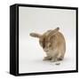 Female Sandy Lop-Eared Rabbit Grooming, Washing Her Face-Jane Burton-Framed Stretched Canvas