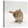 Female Sandy Lop-Eared Rabbit Grooming, Washing Her Face-Jane Burton-Stretched Canvas