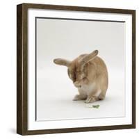 Female Sandy Lop-Eared Rabbit Grooming, Washing Her Face-Jane Burton-Framed Photographic Print