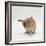 Female Sandy Lop-Eared Rabbit Grooming, Washing Her Face-Jane Burton-Framed Photographic Print