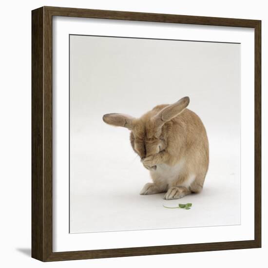 Female Sandy Lop-Eared Rabbit Grooming, Washing Her Face-Jane Burton-Framed Photographic Print