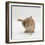 Female Sandy Lop-Eared Rabbit Grooming, Washing Her Face-Jane Burton-Framed Photographic Print