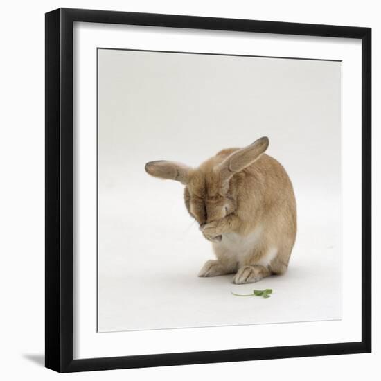 Female Sandy Lop-Eared Rabbit Grooming, Washing Her Face-Jane Burton-Framed Photographic Print