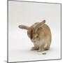 Female Sandy Lop-Eared Rabbit Grooming, Washing Her Face-Jane Burton-Mounted Photographic Print