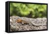 Female Santa Cruz Lava Lizard (Microlophus Indefatigabilis)-Michael Nolan-Framed Stretched Canvas