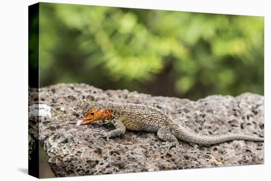 Female Santa Cruz Lava Lizard (Microlophus Indefatigabilis)-Michael Nolan-Stretched Canvas