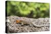 Female Santa Cruz Lava Lizard (Microlophus Indefatigabilis)-Michael Nolan-Stretched Canvas